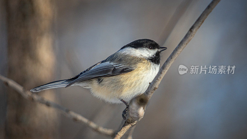 黑头山雀(Poecile atricapillus)，黑头山雀，黑头山雀。